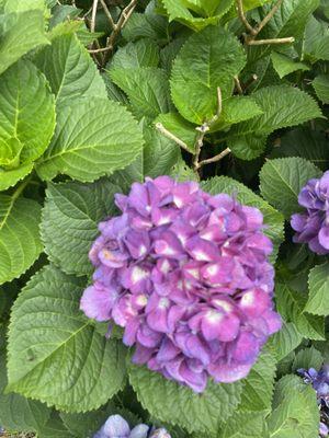 Davie Cole and Nathan Young