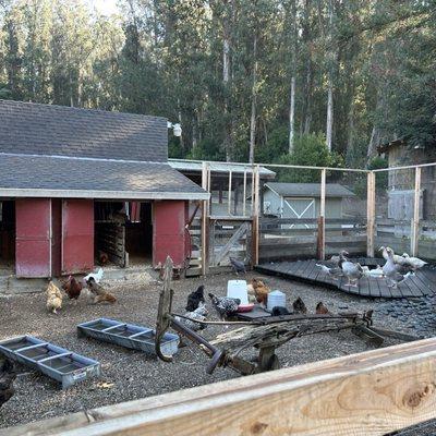 Tilden Regional Park Little Farm