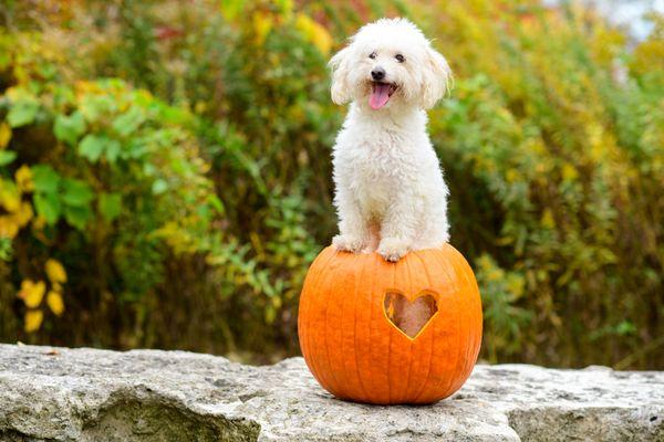 Acacia Murray Photography