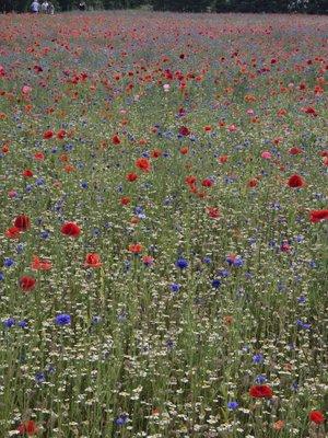 Flowers in a feild near cementary in Fennville. Michigan planted by a farmer whose son was in the war.
A nice ride and a beautiful scenery