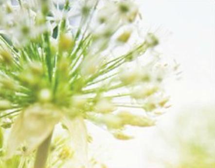 Integrative Cousenling Solutions