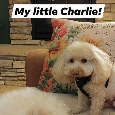 Jazzed To Be Groomed