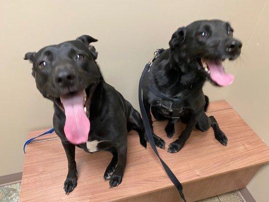 Parkville Heights Animal Hospital