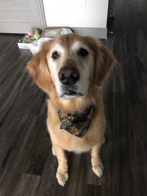 Loyal friend dog grooming