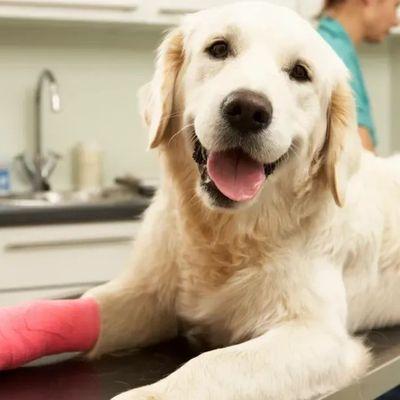 Valley View Veterinary Clinic, PLLC