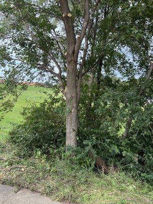 Bigtree tree service and landscaping