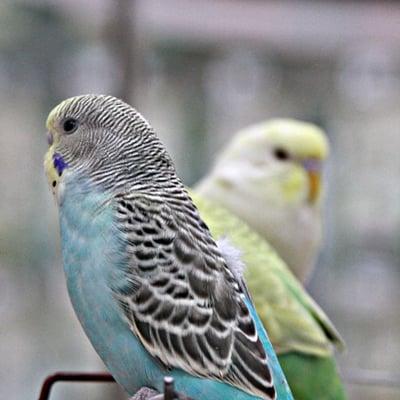 Uncle Bill's Pet Centers East Indianapolis