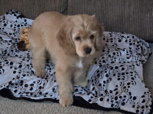 Doggie Designs Pet Grooming