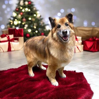 Misfit Cutz Pet Grooming