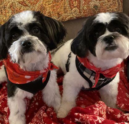 Palmetto Pet Hospital