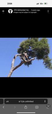 Arbpro Tree Service