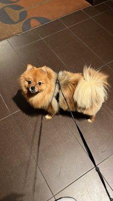 ClipArt Dog Grooming