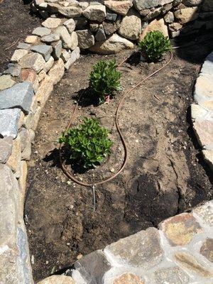 Starboard Side Landscaping