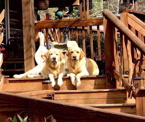 Hidden Acres Farms Dog Boarding