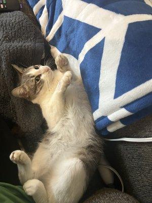 Pedernales Veterinary Center