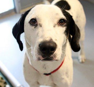 Mountain Mamma's Bed & Biscuit