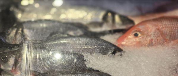 Fresh catch of the day