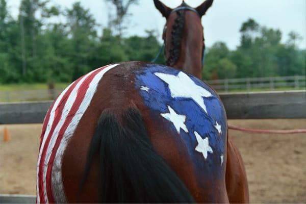 Horses prepared for the 4th of July parade.