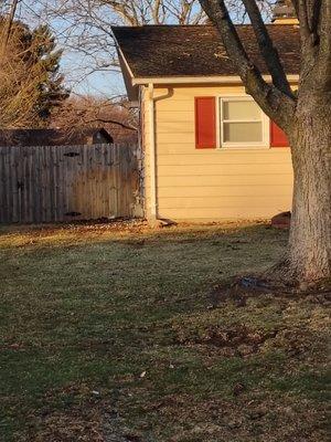 Pine Tree Tree Service