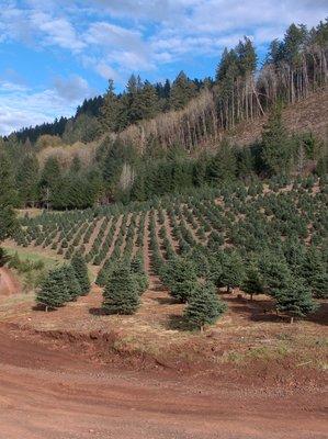 Santa & Sons Christmas Trees