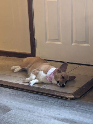 Fur The Love of Dog!