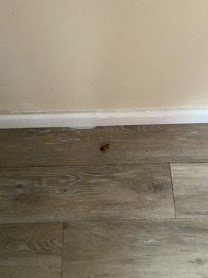 Larger roach in room 132