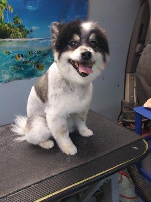 Groomer Express Mobile Dog Spa