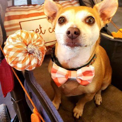 Kobe in his decked out stroller for The Fall Festival