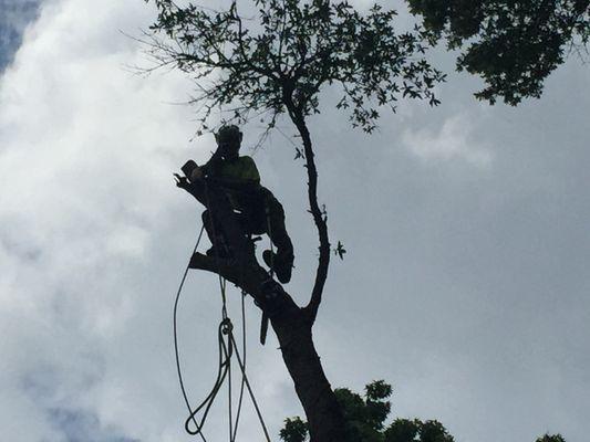 Northwest Florida Tree Care