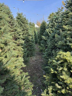 Dave's Christmas Trees