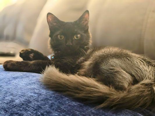 Sunburst Animal Hospital