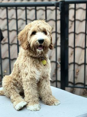 Our new House Puppy, Stormie!