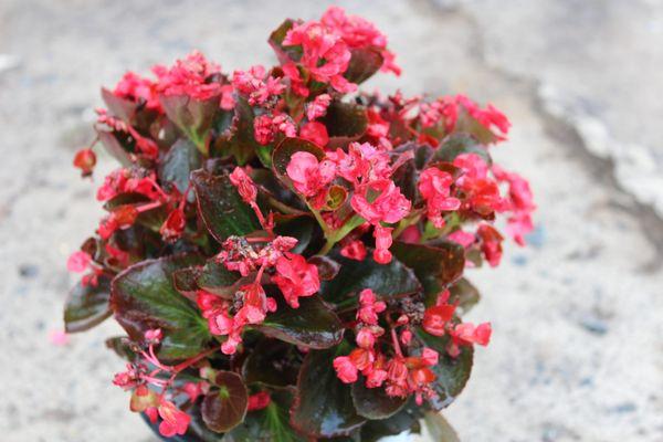 Universal Green Garden