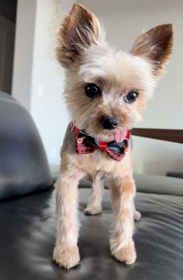 Sonoran Foothills Pet Clinic