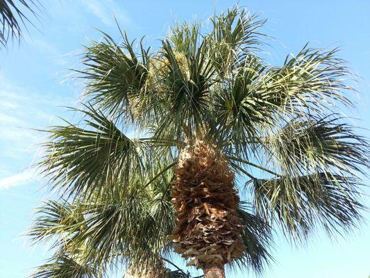 Forest Glen of Naples