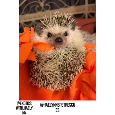 Haelynn’s pet rescue and adoptions