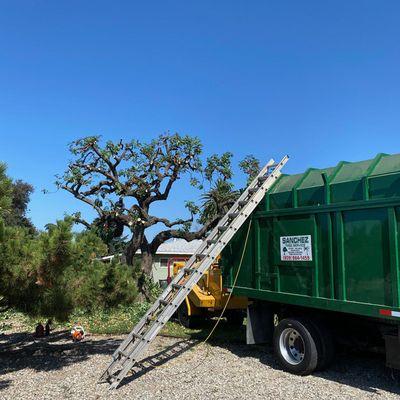 Sanchez Tree Service