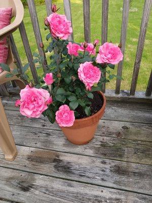 Rose I bought there & put on the patio! A prolific bloomer now!
