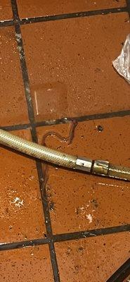 worm #2