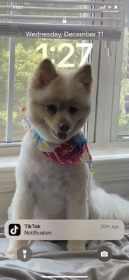 Jaxon is my mascot. Fresh cut, cool scarf, and just waiting to meet you guys!