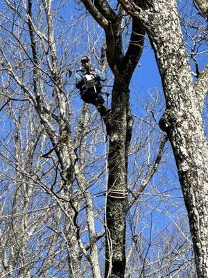 L and M Tree Service