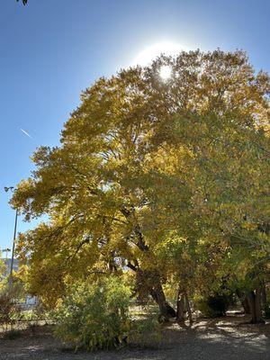 Tony Grampsas Dog Park
