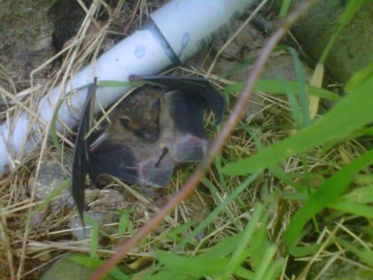 Abundant Wildlife Control