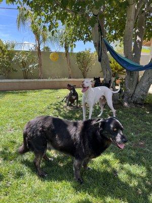 Playtime with friends!