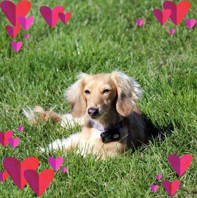 Briarcrest Animal Hospital