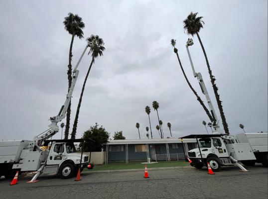 Ramirez Tree Service