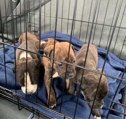 Morrow Animal Hospital