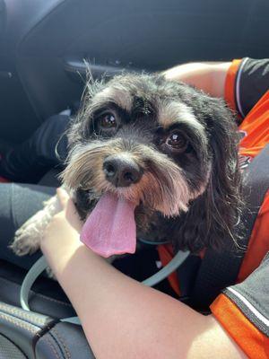 Scenthound-Johns Creek West