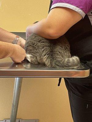 Hernando Animal Hospital