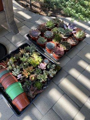 Monroe Pacific Nursery